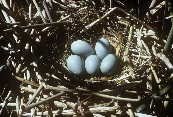 Glossy Ibis - nest & eggs