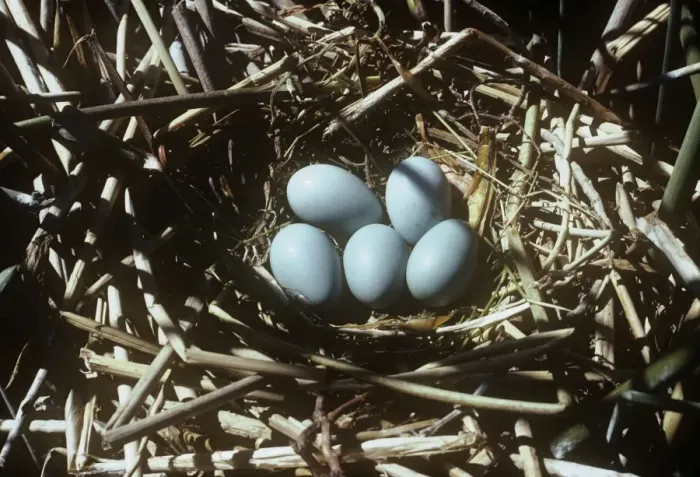 Framed Print : Glossy Ibis - nest & eggs Framed Print : Glossy Ibis - nest & eggs