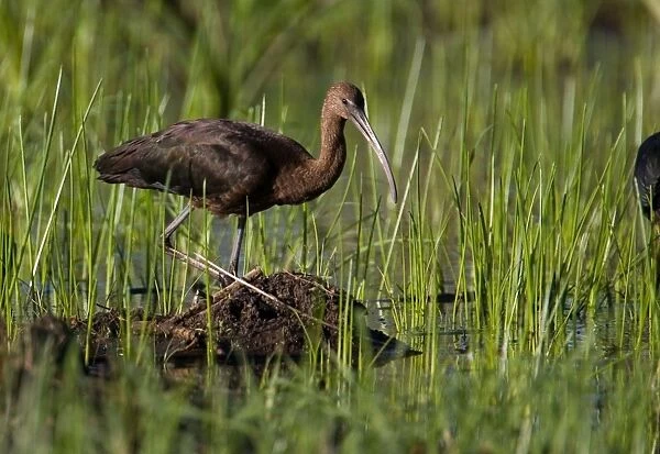 Glossy Ibis Patchy distribution across much of Australia where there are freshwater wetlands. More common in the north. At a flooded grassy area near Mt Barnett, Gibb River Road, Kimberley, Western Australia