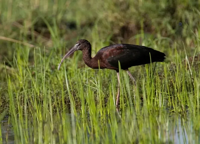 Framed Print : Glossy Ibis Patchy distribution across much of Australia where there are freshwater wetlands. More common in the north. At a flooded grassy area near Mt Barnett, Gibb River Road, Kimberley, Western Australia Framed Print : Glossy Ibis Patchy distribution across much of Australia where there are freshwater wetlands. More common in the north. At a flooded grassy area near Mt Barnett, Gibb River Road, Kimberley, Western Australia