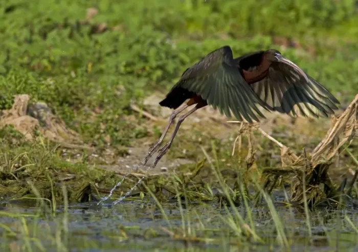 Framed Print : Glossy Ibis - taking off from waters edge, June, Danube Delta, Romani Framed Print : Glossy Ibis - taking off from waters edge, June, Danube Delta, Romani