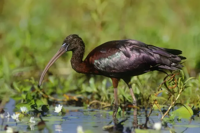 Framed Print : Glossy Ibis - in wetland habitat - Kakadu National Park - Australia Framed Print : Glossy Ibis - in wetland habitat - Kakadu National Park - Australia