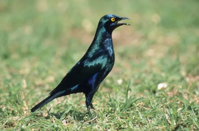 Framed Print : Glossy Starling - calling South Africa Framed Print : Glossy Starling - calling South Africa