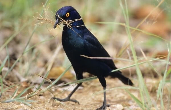 Glossy Starling - collecting nest material South Africa