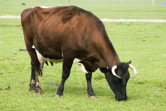 Framed Print : Gloucester Cattle - cow grazing. Rare Breed Trust Cotswold Farm Park Temple Guiting near Stow on the Wold UK. This is one of the oldest breeds of British cattle particularly valued for milk and cheese and was established back in the 13th century