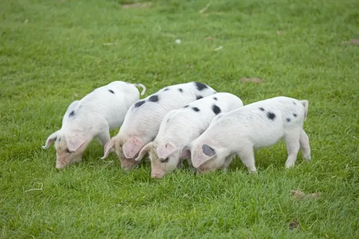 Framed Print : Four Gloucester Old Spot piglets - Cotswold Farm Park - Temple Guiting Glos UK Framed Print : Four Gloucester Old Spot piglets - Cotswold Farm Park - Temple Guiting Glos UK