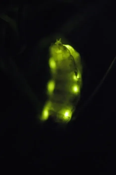Framed Print : Glow Worm - female glowing at night, Lower Saxony, Germany Framed Print : Glow Worm - female glowing at night, Lower Saxony, Germany