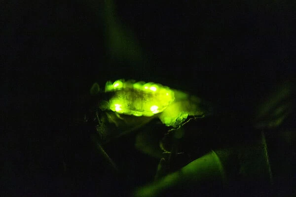 Glow Worm, female glowing at night, Hessen, Germany