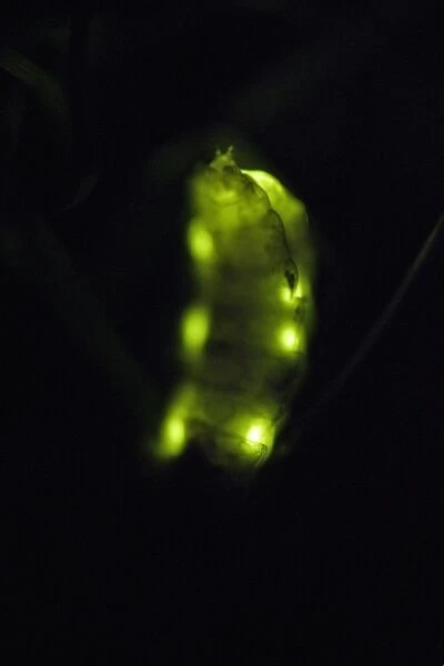 Glow Worm - female glowing at night, Lower Saxony, Germany