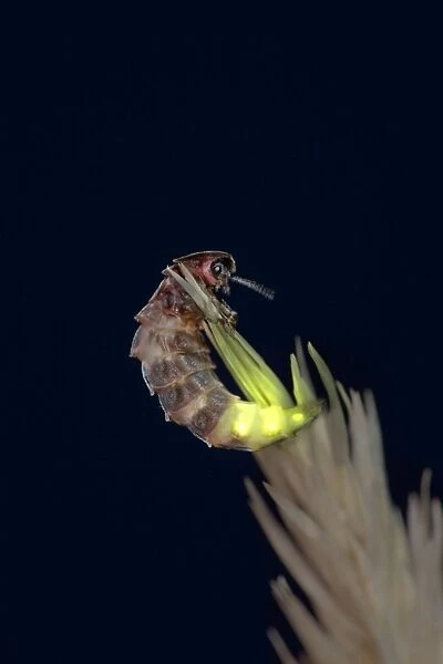 Glow Worm - female - UK
