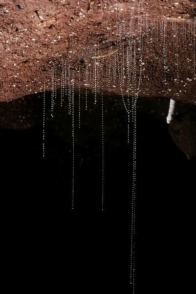 Glow Worm - Larvae - Waitomo caves - New Zealand