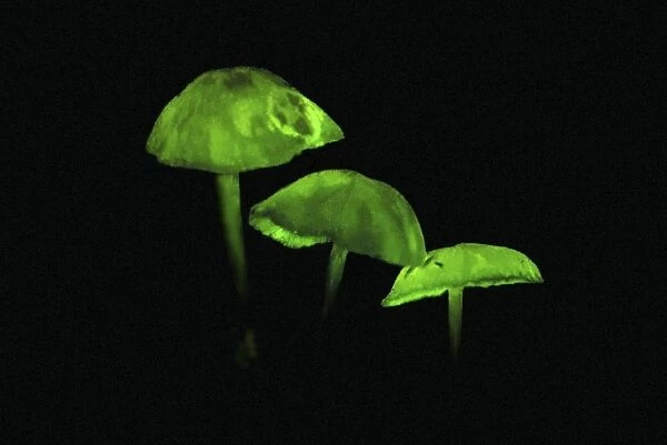 Glowing Mushrooms - Kanga Mt. - Tanzania - Africa