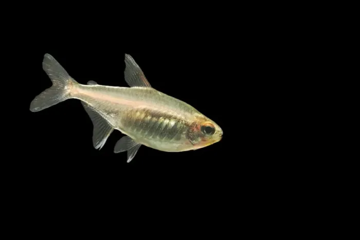 Framed Print : Glowlight Tetra Fish Framed Print : Glowlight Tetra Fish