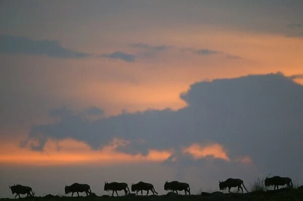 Gnu  /  Wildebeest - herd migrating