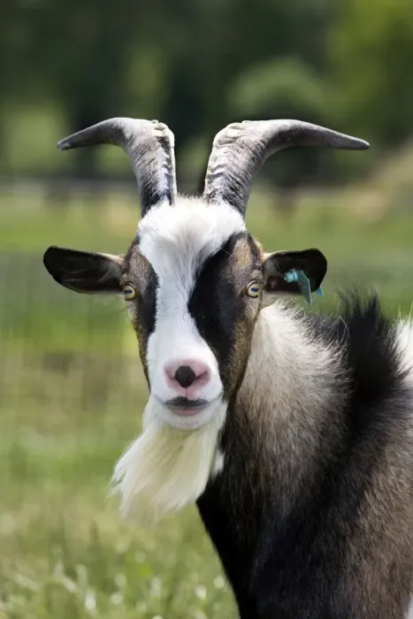 Framed Print : Goat - close-up head in meadow Framed Print : Goat - close-up head in meadow