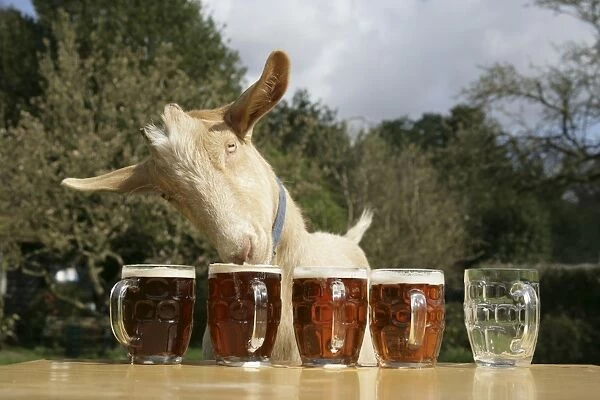 Goat - drinking beer