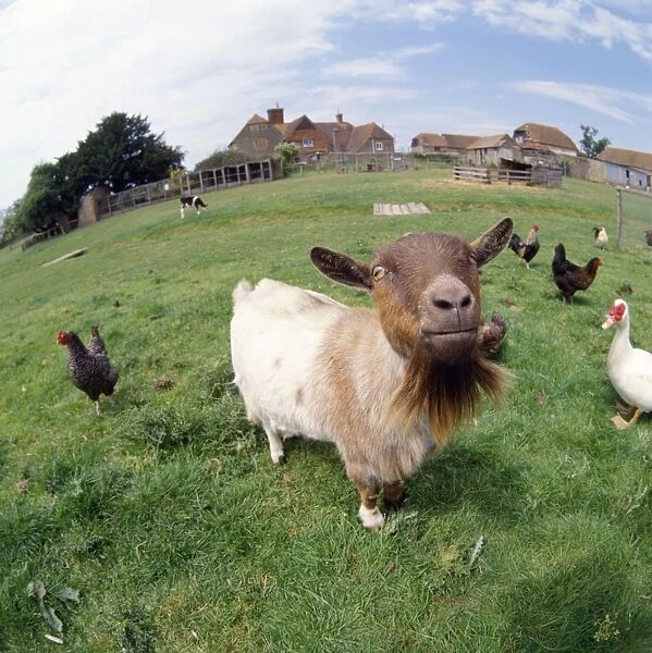 Goat - on farm