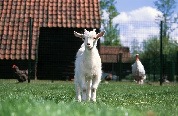 Goat - in farmyard with chickens