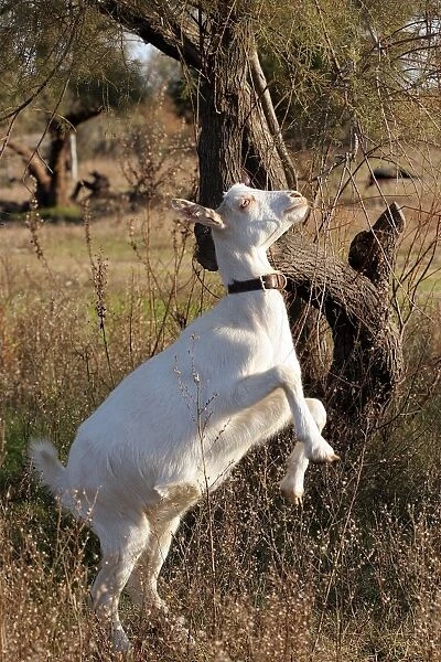 Goat - on hind legs grazing. Camargue - France