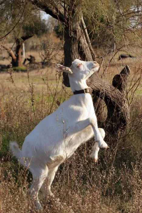 Framed Print : Goat - on hind legs grazing. Camargue - France
