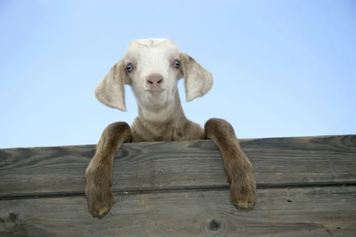 Framed Print : GOAT - kid looking over door Framed Print : GOAT - kid looking over door