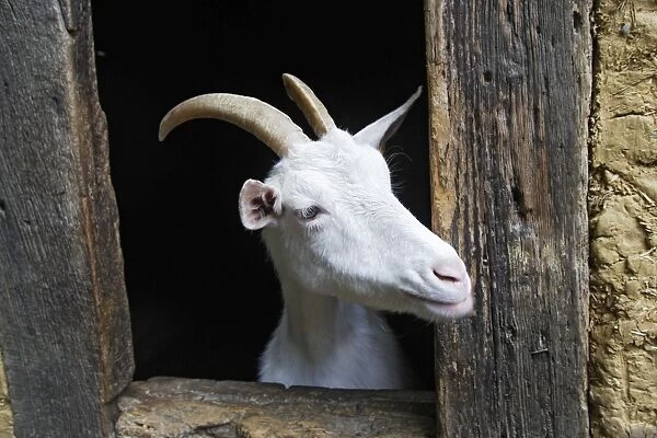 Goat - looking out of barn door