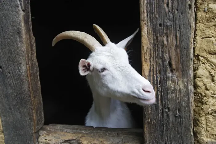 Framed Print : Goat - looking out of barn door Framed Print : Goat - looking out of barn door