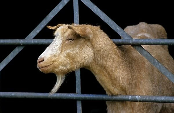 Goat - looking through fence