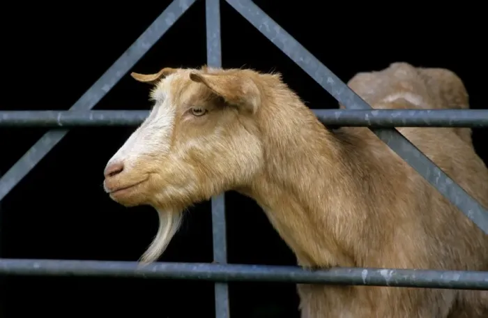 Framed Print : Goat - looking through fence Framed Print : Goat - looking through fence