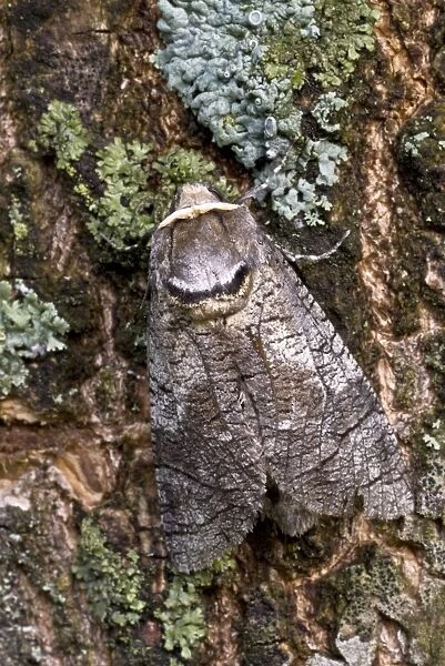 Goat Moth - Bukk National Park - Hungary