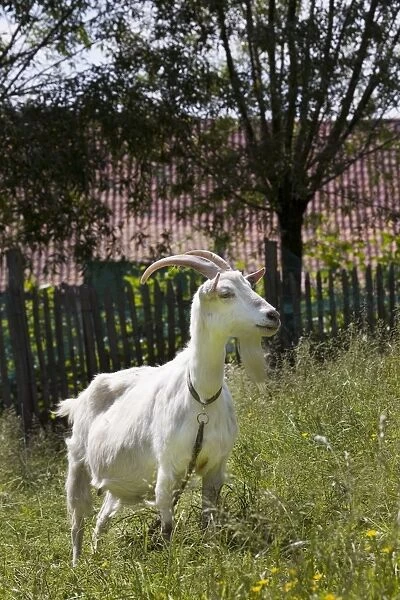 Goat in orchard