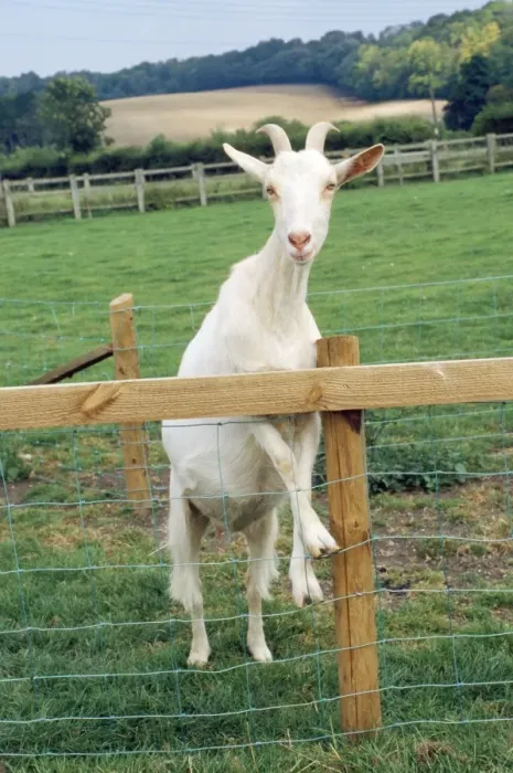 Framed Print : Goat - Saanen breed Framed Print : Goat - Saanen breed