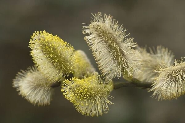 Goat willow in flower - male catkins. 'pussy willows'. Salix capraea