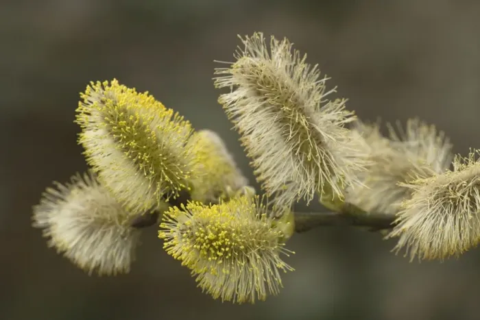 Framed Print : Goat willow in flower - male catkins. pussy willows'. Salix capraea Framed Print : Goat willow in flower - male catkins. pussy willows'. Salix capraea