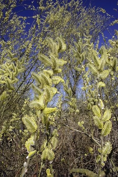 Goat Willow  /  Great Sallow - Flowering catkins covered in pollen, april. Lower Saxony, Germany
