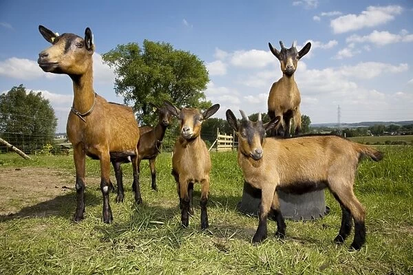 Goats - adult & kids in field