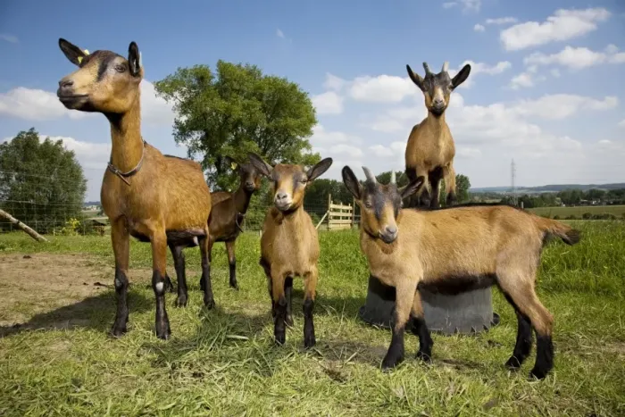 Framed Print : Goats - adult & kids in field Framed Print : Goats - adult & kids in field
