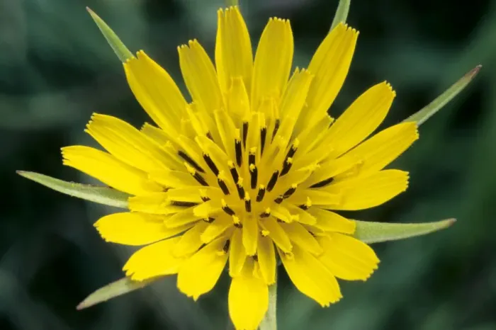 Framed Print : Goat's-beard Framed Print : Goat's-beard