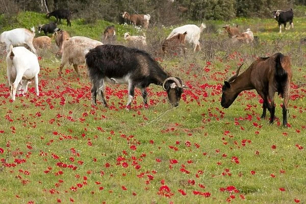 Goats - herd grazing through field of scarlet peacock anemones - in spring