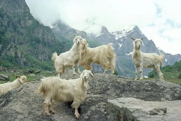 Goats - Himalayas- Kashmir