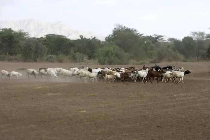 Framed Print : Goats in the Karo area - Lower basin of Oma River - South Ethiopia showing desertification Framed Print : Goats in the Karo area - Lower basin of Oma River - South Ethiopia showing desertification