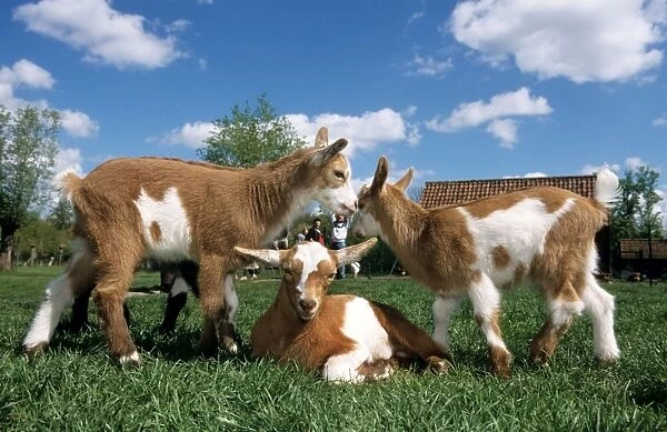 Goats - three playing in farmyard