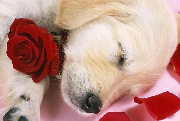 Goden Retriever Dog - puppy asleep with rose & petals