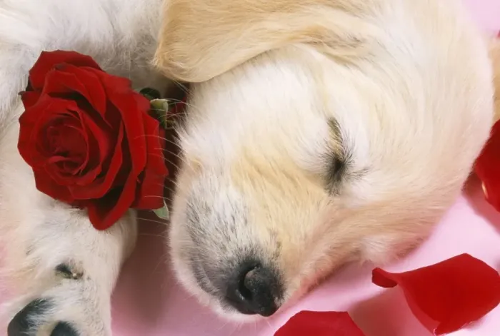 Framed Print : Goden Retriever Dog - puppy asleep with rose & petals Framed Print : Goden Retriever Dog - puppy asleep with rose & petals