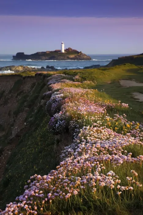 Framed Print : Godrevy - thrift in flower - Cornwall - UK Framed Print : Godrevy - thrift in flower - Cornwall - UK