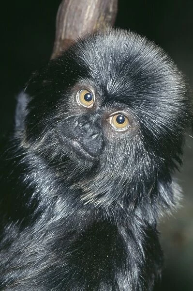 Goeldi's Black Marmoset Rainforests; Colombia, Peru, Ecuador