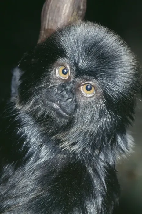Framed Print : Goeldi's Black Marmoset Rainforests; Colombia, Peru, Ecuador Framed Print : Goeldi's Black Marmoset Rainforests; Colombia, Peru, Ecuador