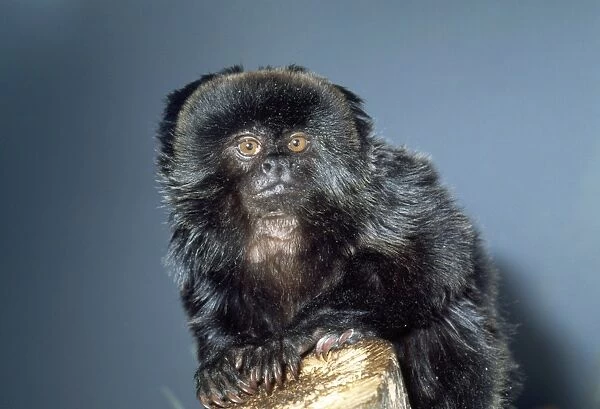 Goeld's Monkey - endangered Peru, Brazil, Columbia, Bolivia