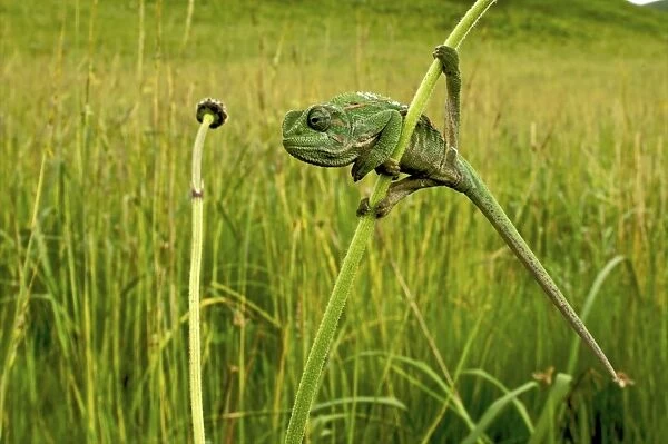 Goetze's chameleon - adult male on grass - Tanzania - Africa