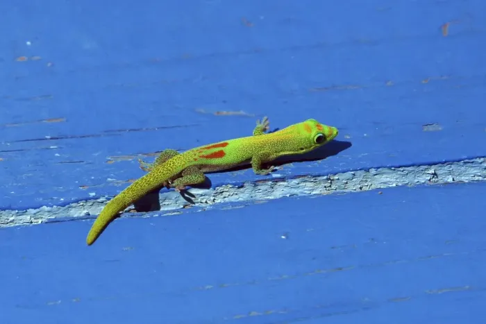 Framed Print : Gold dust day gecko Framed Print : Gold dust day gecko